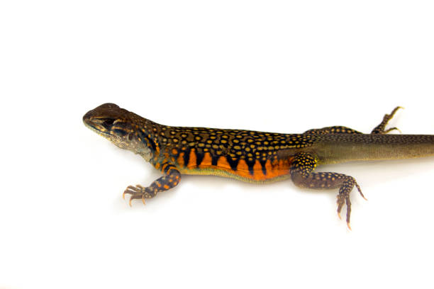 istock Image of Butterfly Agama Lizard (Leiolepis Cuvier) on white background. Reptile Animal 669817604