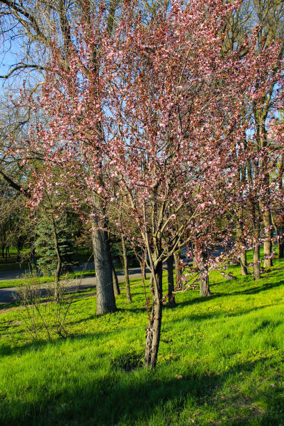 istock Beautiful flowering Japanese cherry tree - Sakura in park 669818130