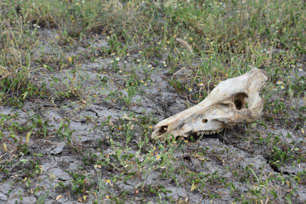 istock Javelina Skull 669818304