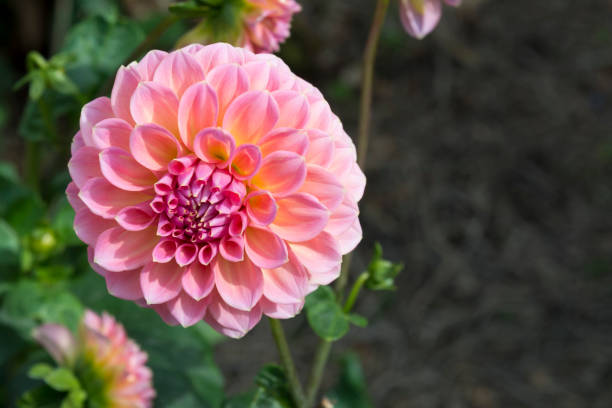 istock Pink Hillier Tanunda Dahlias - Left Side 669818462