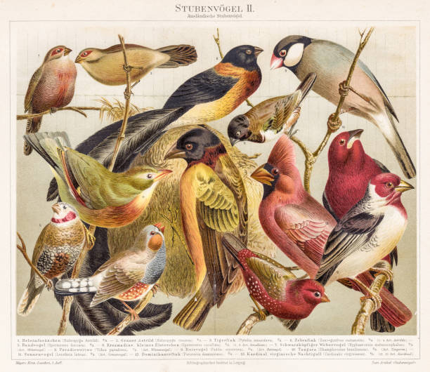 ptak chromolitograf 1895 - egzotyczny ptak obrazy stock illustrations
