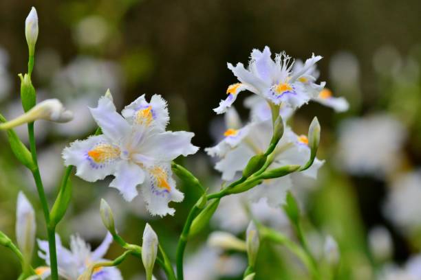 Iris Japonica Stock Photo - Download Image Now - Fringed Iris, April, Blue  - iStock