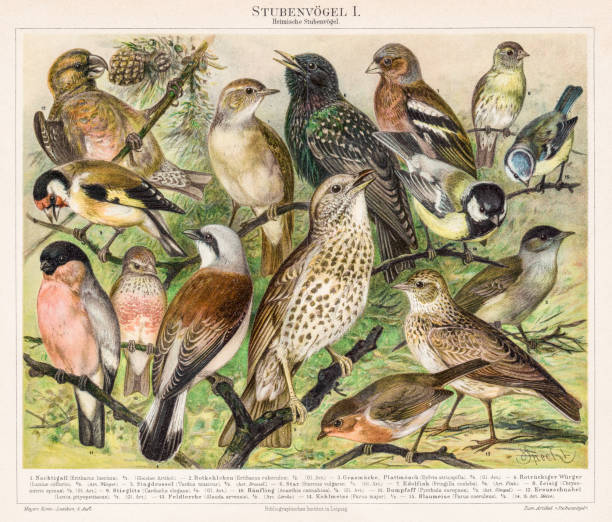 Birds Chromolithograph 1895 Meyers Konversations-Lexikon. Ein Nachschlagewerk des allgemeinen Wissens, 5th edition 17 volumes Bibliographisches Institut - Leipzig 1895-1897 alauda stock illustrations