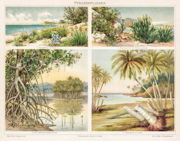 ilustrações, clipart, desenhos animados e ícones de chromolithograph de plantas de praia 1895 - chromolithograph