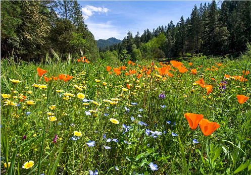 Blooming mountain meadow in northern California.