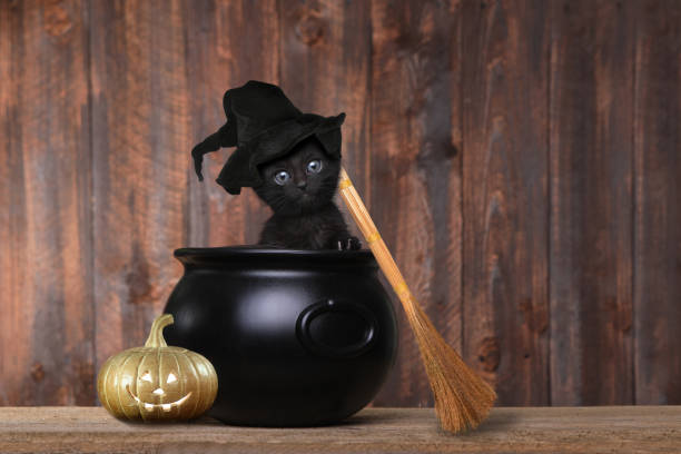 Adorable Kitten Dressed as a Halloween Witch With Hat and Broom in Cauldron Cute Kitten Dressed as a Halloween Witch With Hat and Broom in Cauldron cauldron photos stock pictures, royalty-free photos & images