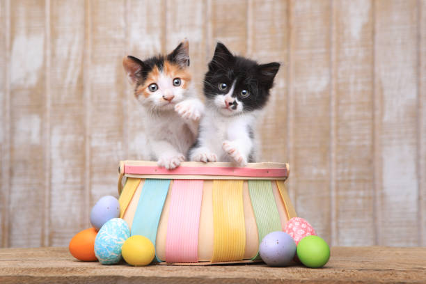 istock Cute Pair of Kittens Inside an Easter Basket 669826010