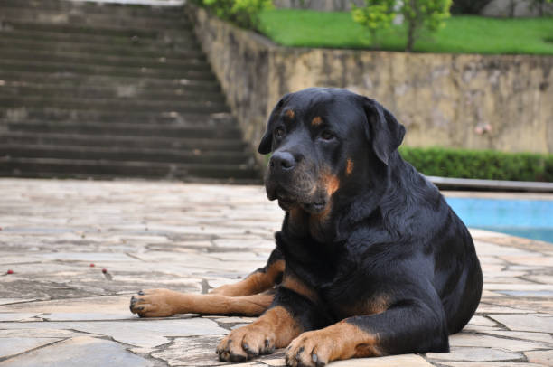 istock Rottweiler sitted down beside swimming pool with stairs in background 669828222