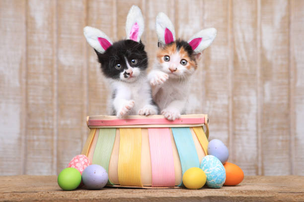 istock Cute Pair of Kittens Inside an Easter Basket 669828472