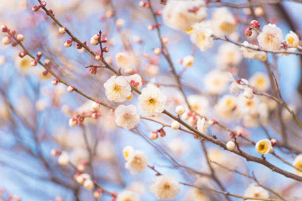 Japanease White Plum,in Tachikawa,Tokyo,Japan Filmed in Japanease White Plum,in Tachikawa,Tokyo,Japan. plum blossom stock pictures, royalty-free photos & images