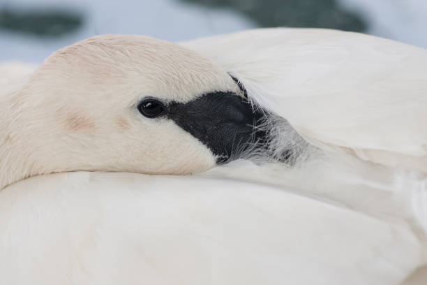 istock Head of a swan 669832132
