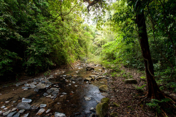 istock Tropical rain forest with green trees,Thailand 669832636