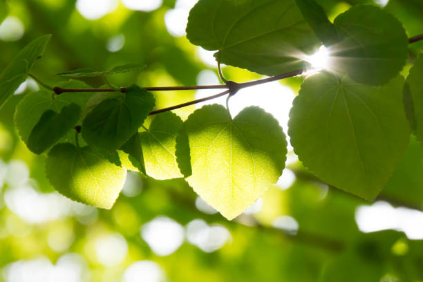 Fresh green leaves The sunlight shines on the young leaves. 木漏れ日 stock pictures, royalty-free photos & images