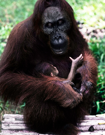 This mother orangutan was at Tanjung putting rainforest Indonesia. Her baby is one week old. Look at the human expression on her face. Scanned from a slide. This was the rainforest, not a zoo.