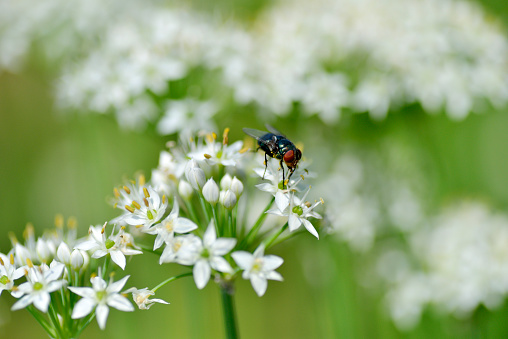 Greenbottle fly resting on white flowers