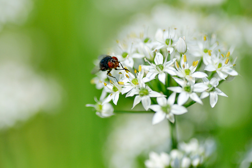 Greenbottle fly resting on white flowers