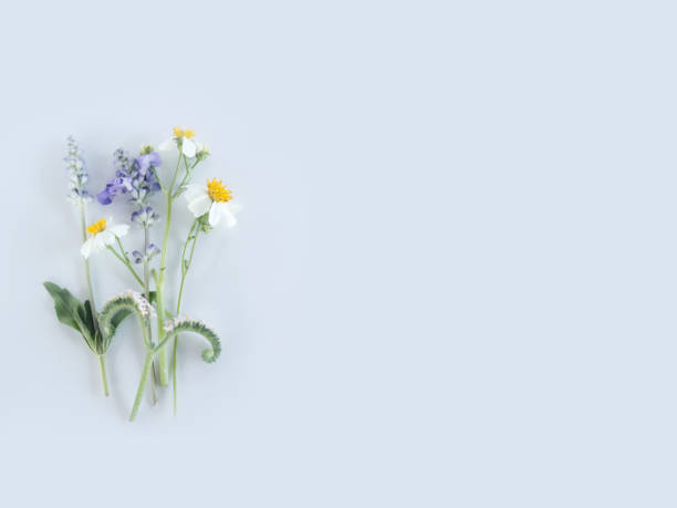 istock Small flower for boutonnier 669836080