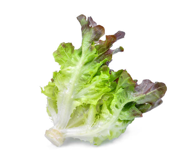 istock red oak lettuce isolated on white background 669839198