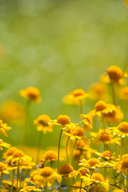 Yellow daisies background