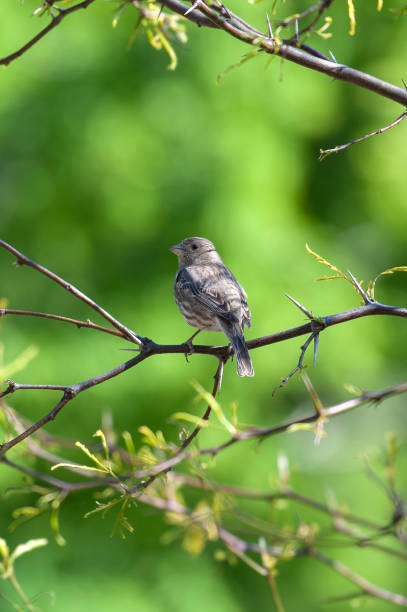 istock Female House Finch Bird Perched on Branch 669846184