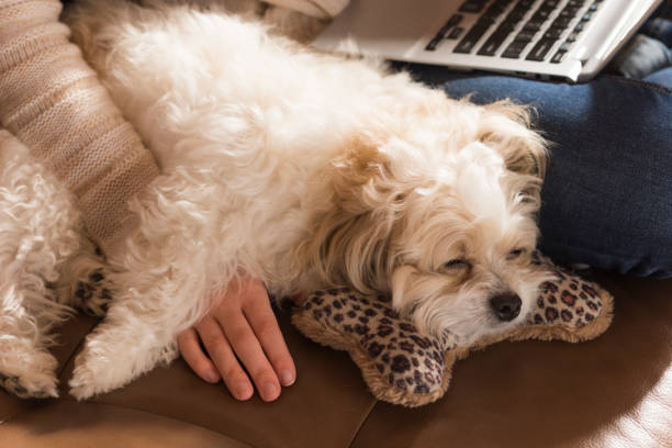 istock Companion puppy 669853614