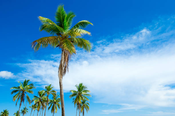 istock palm trees in the blue sunny sky 669854482