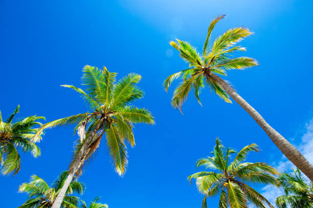istock palm trees in the blue sunny sky 669854496