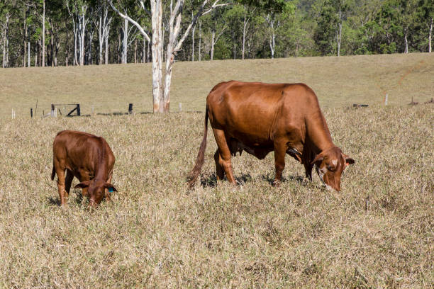 istock Grazing Cow and Calf 669858406