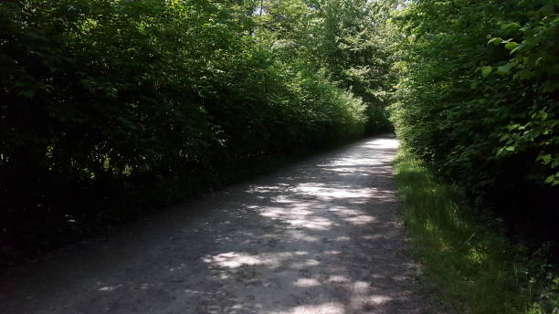 istock green woodland with path in the forest 669861816