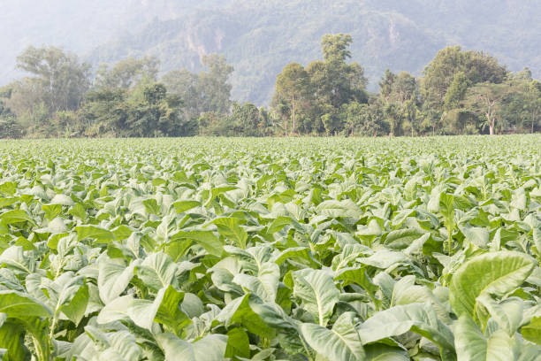 istock Field of Nicotiana tabacum 669861904
