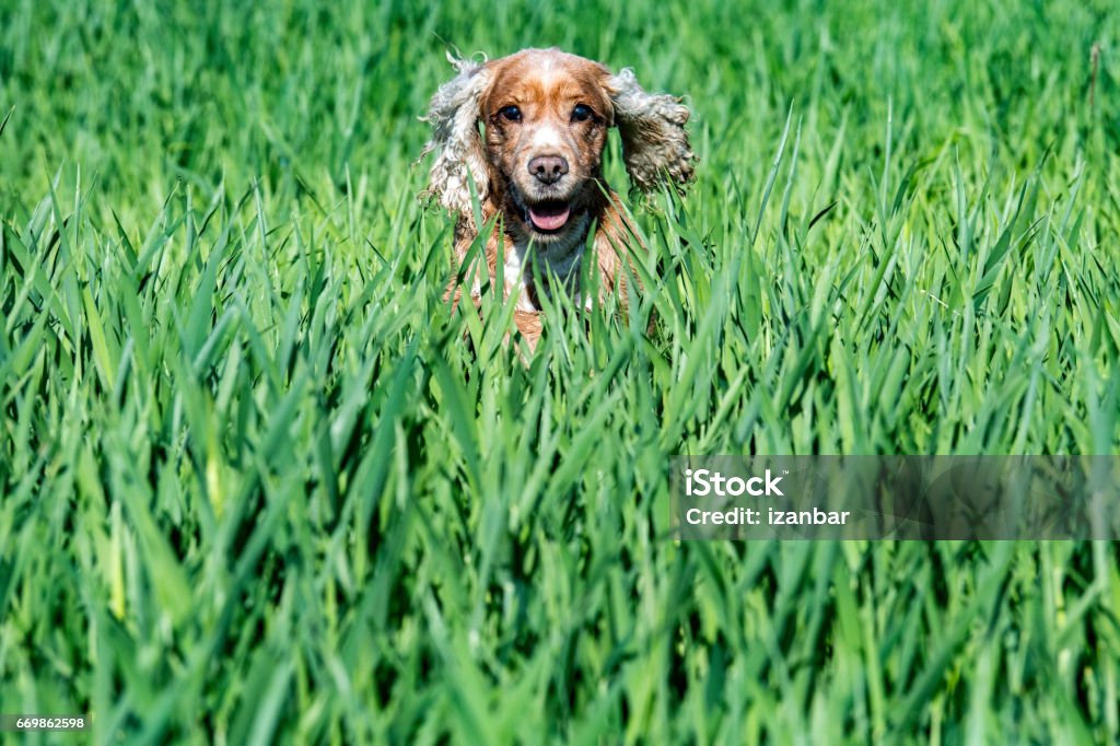 Happy young Dog English cocker spaniel while running to you Happy young english cocker spaniel while playing in the grass field Animal Stock Photo