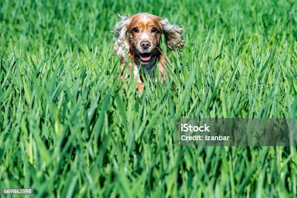 Happy Young Dog English Cocker Spaniel While Running To You Stock Photo - Download Image Now