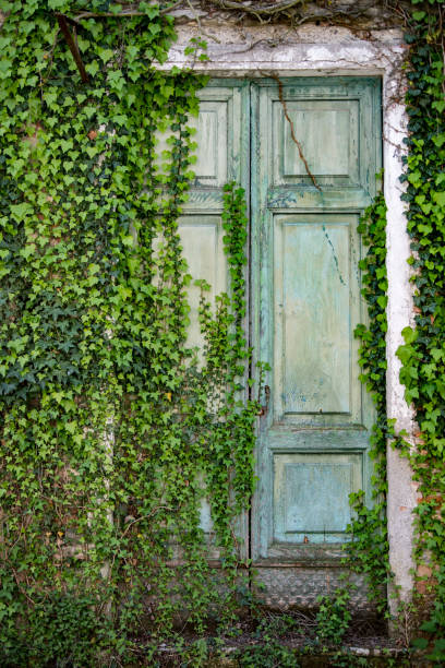 istock ivy covered old wooden door 669862746