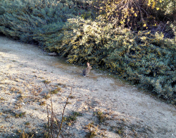istock Another Critter at the Park 669863304