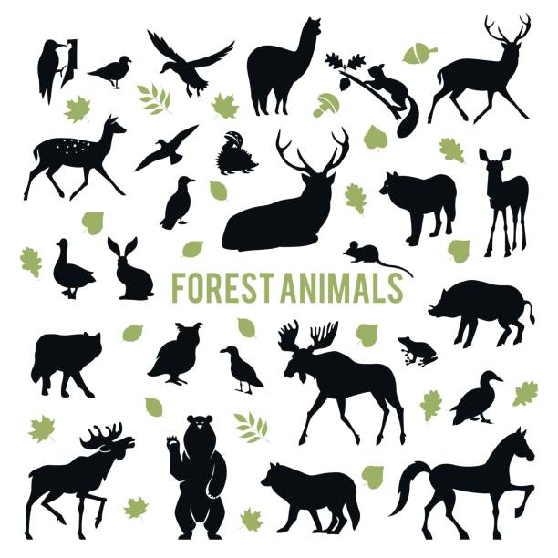 Silhouettes Of The Forest Animals Stock Illustration - Download Image Now -  Animal, Forest, In Silhouette - iStock