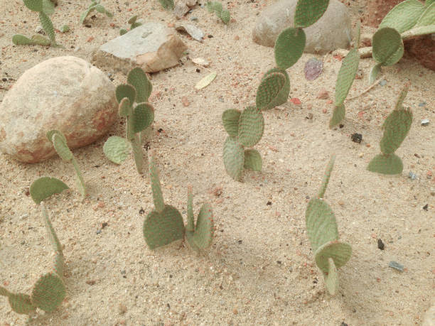 Desert Tree,Opuntia Falcata, Consolea falcata is a treelike cactus with very dark, glossy green upright.