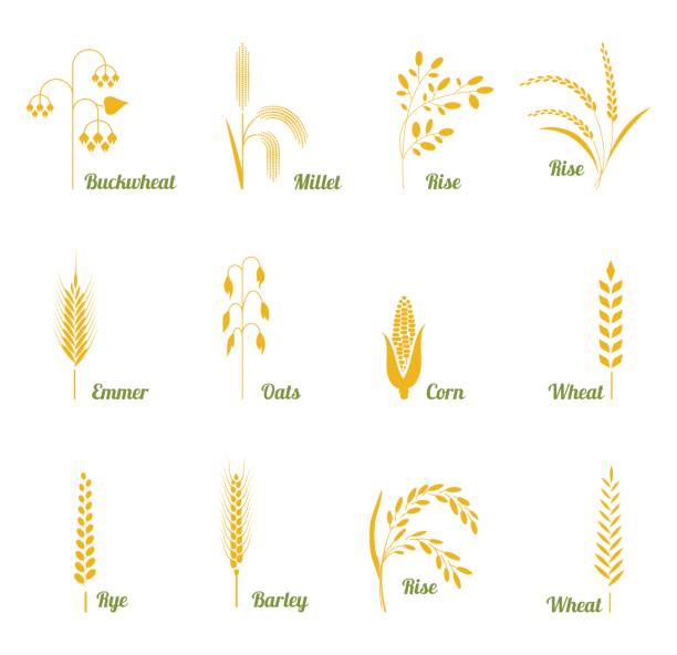 Icon set of cereals with rice, wheat, corn, oats, rye, barley, buckwheat. Icon set of cereals with rice, wheat, corn, oats, rye, barley, buckwheat. The concept of marking organic products, harvest and agriculture, grain, bakery products, healthy food. buckwheat stock illustrations
