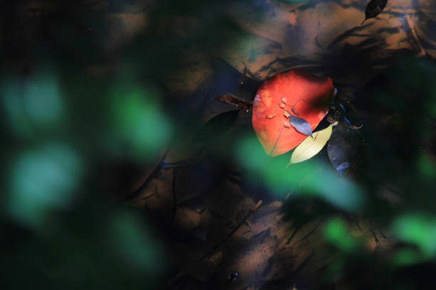 Abstract dead leaves in water with light and shadows