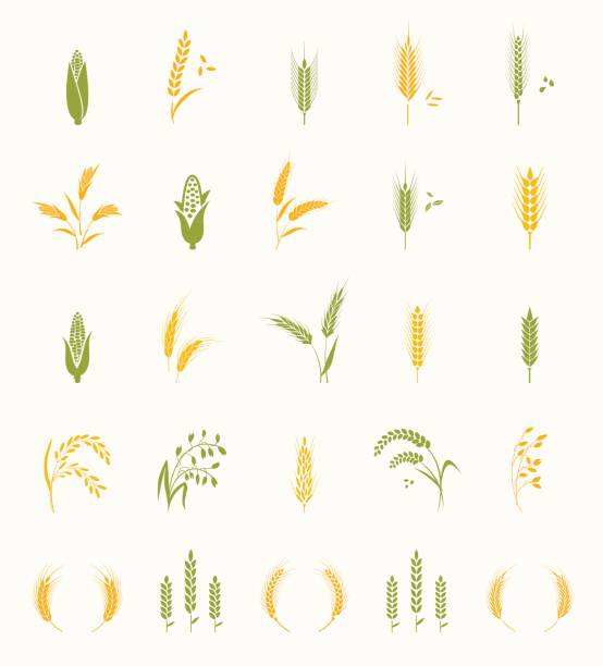 набор значков зерновых. - barley grass illustrations stock illustrations