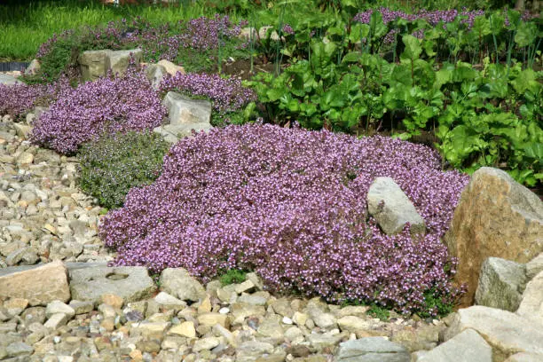 Photo of Breckland thyme, wild thyme on the stone wall.