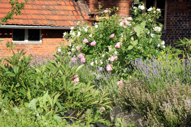 istock Rose and herbs in a rustic garden 669873144