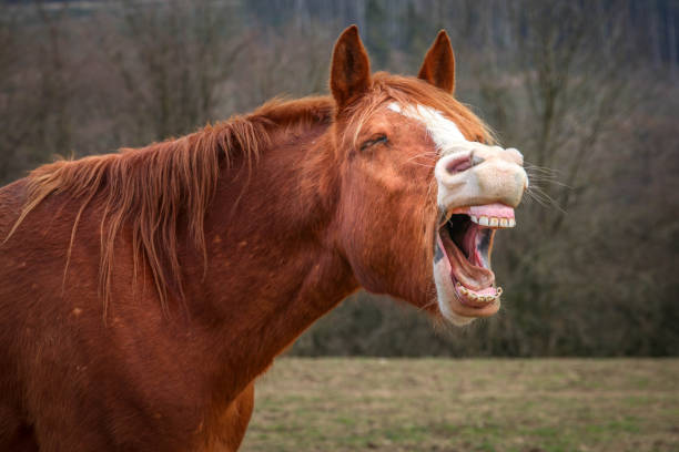 rire cheval - horse animal head laughing animal photos et images de collection