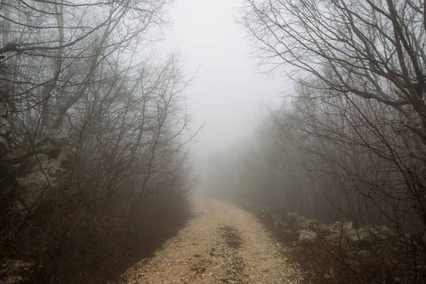 istock Mystic forest with fog 669876970