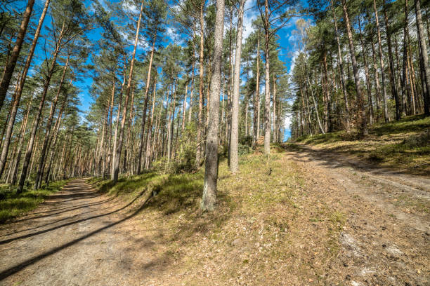 istock Beautiful landscape with cross roads in pine forest, spring sunny day 669877452