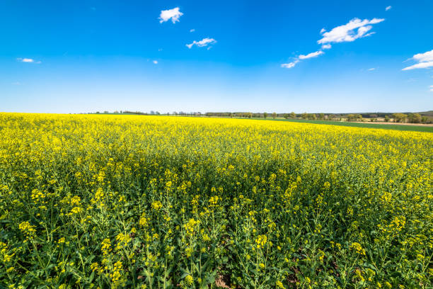 istock Blooming rapeseed field landscape, blue sky on the horizon 669878126