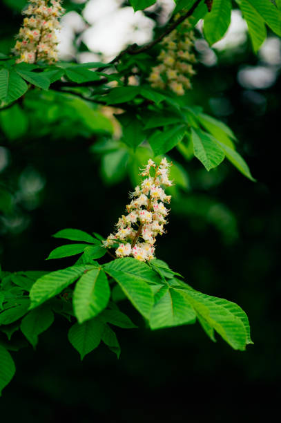 istock Blossoming chestnut flowers on the branche 669882006