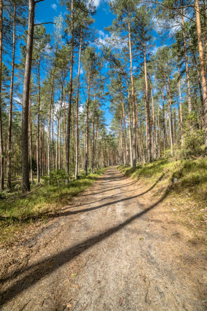 istock Beautiful landscape with trail through pine forest in spring sunny day 669883282