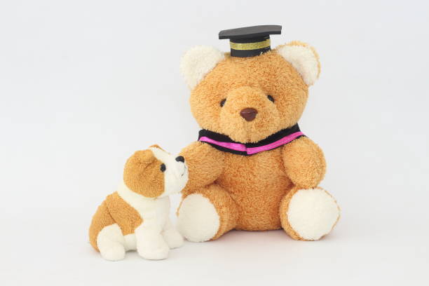 un ours brun, portant un chapeau de graduation et une poupée chien blanc brun sur un fond blanc. - dog graduation hat school photos et images de collection