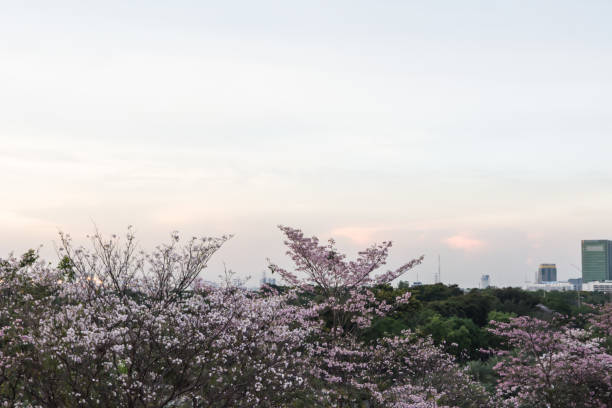 istock Forest in the city in the evening 669887204
