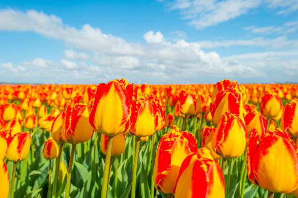 istock Field with tulips below a blue cloudy sky in spring 669887810
